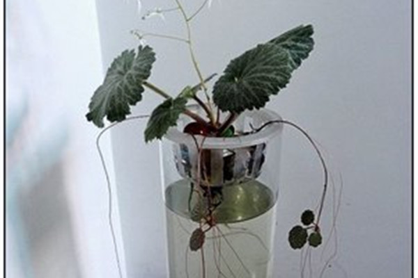 虎耳草可以水培吗 虎耳草可以水培吗