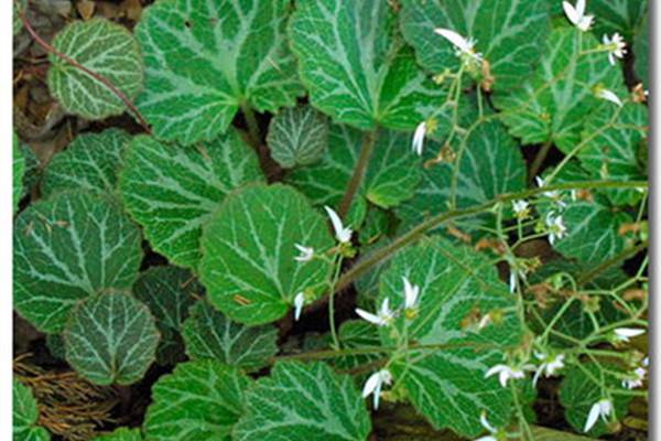 虎耳草常见虫害及防治方法 虎耳草常见虫害及防治方法