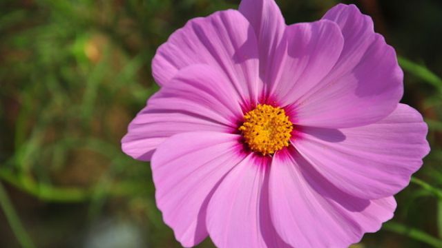 波斯菊怎么养 波斯菊怎么养