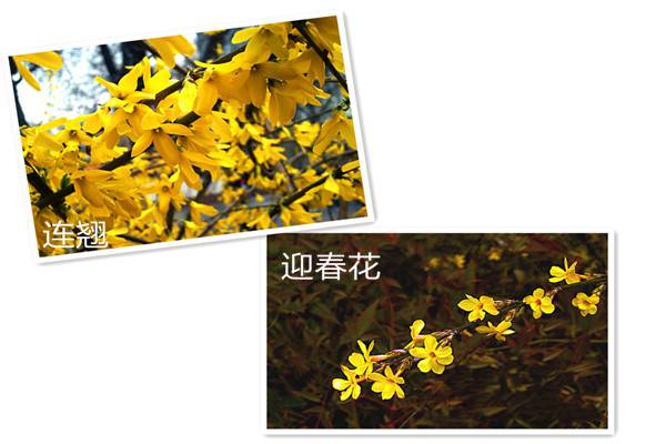 连翘与迎春花的区别 连翘与迎春花的区别