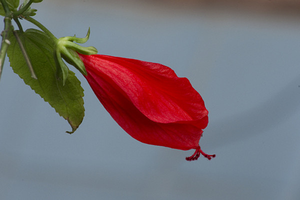悬铃花开花吗 悬铃花开花吗