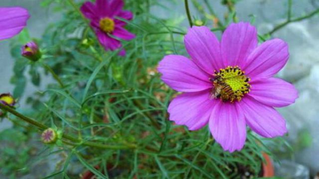 波斯菊的花语及传说 波斯菊的花语及传说