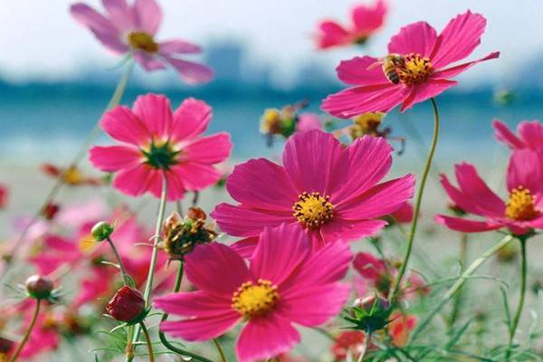 波斯菊常见病害及防治方法 波斯菊常见病害及防治方法