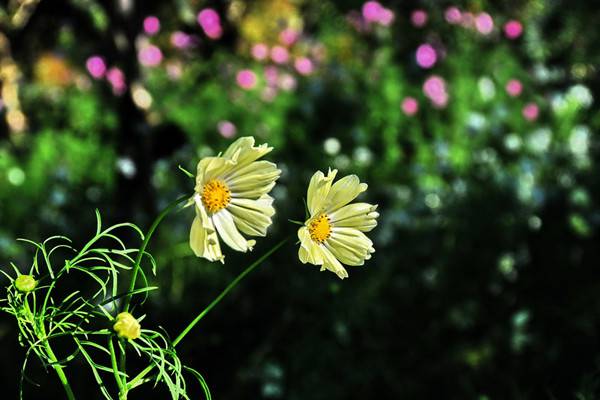波斯菊和格桑花有什么区别 波斯菊和格桑花有什么区别