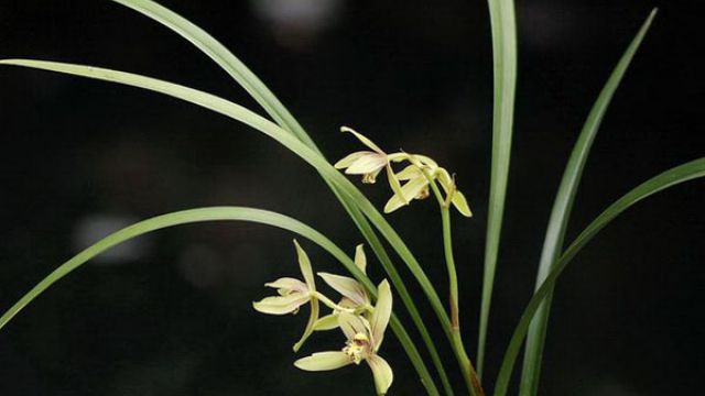 建兰的施肥方法 建兰的施肥方法