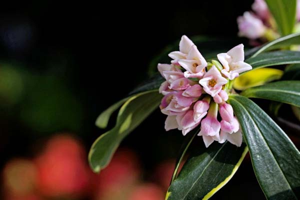 金边瑞香的花语及传说 金边瑞香的花语及传说
