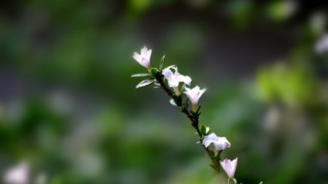 六月雪的养殖方法和注意事项 六月雪的养殖方法和注意事项