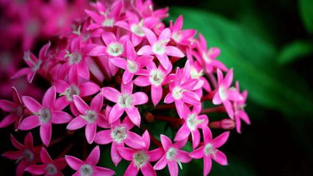 繁星花怎么播种 繁星花怎么播种