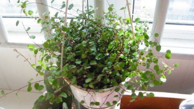 千叶吊兰植株干枯,枯萎怎么办 千叶吊兰植株干枯,枯萎怎么办