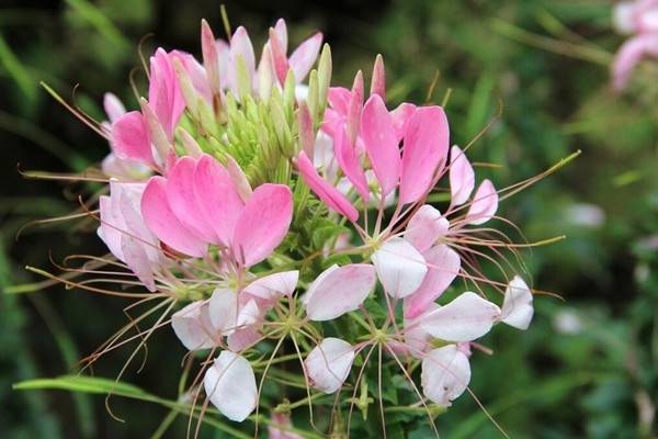 醉蝶花家庭养殖方法和注意事项 醉蝶花家庭养殖方法和注意事项
