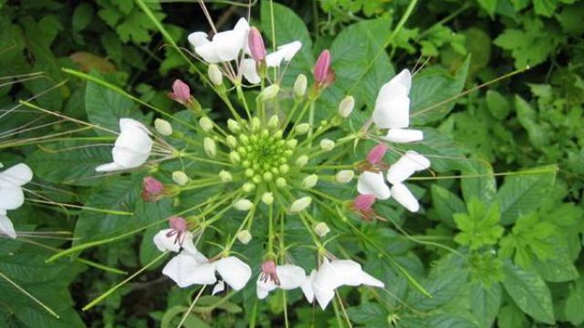 醉蝶花的花语是什么 醉蝶花的花语是什么