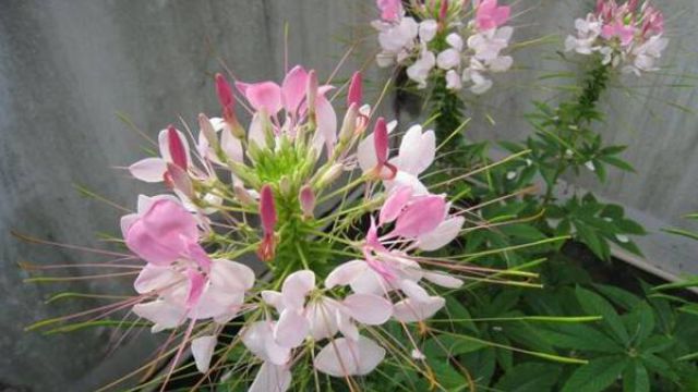 醉蝶花什么时候播种 醉蝶花什么时候播种
