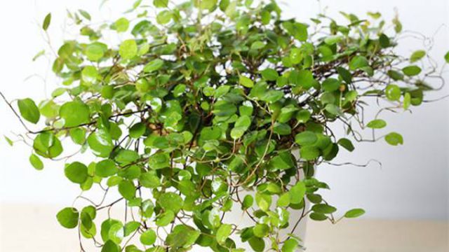 千叶吊兰的四季养护 千叶吊兰的四季养护