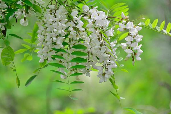 槐花茶-生活养生不可少 槐花茶-生活养生不可少