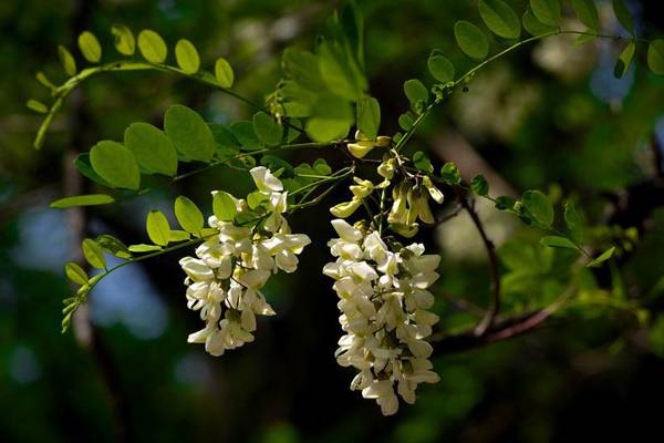 槐花病害防治方法 槐花病害防治方法