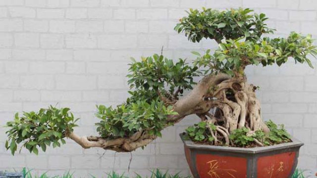 榕树怎么繁殖 榕树怎么繁殖