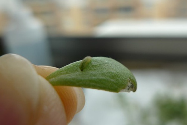 垂盆草常见虫害及防治方法 垂盆草常见虫害及防治方法
