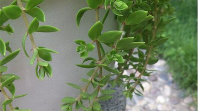 垂盆草徒长了怎么办 垂盆草徒长了怎么办