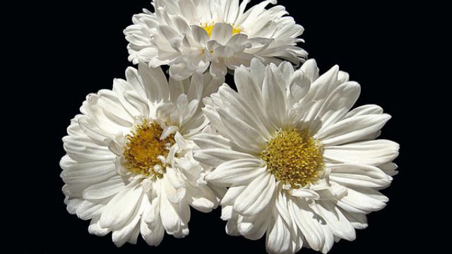 翠菊怎么播种 翠菊怎么播种