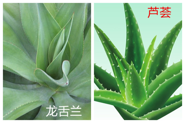 龙舌兰和芦荟的区别 龙舌兰和芦荟的区别