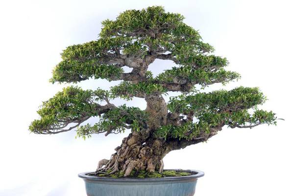 榕树盆景怎么嫁接 榕树盆景怎么嫁接