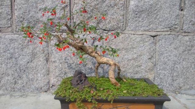 枸杞盆景的制作方法 枸杞盆景的制作方法
