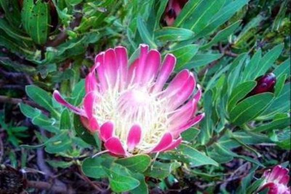 帝王花常见病害及防治方法 帝王花常见病害及防治方法