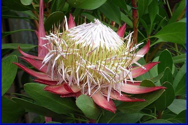 帝王花常见虫害及防治方法 帝王花常见虫害及防治方法