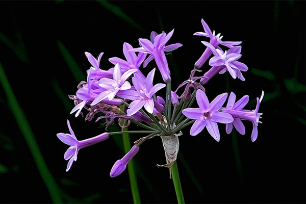 紫娇花的主要价值 花百科