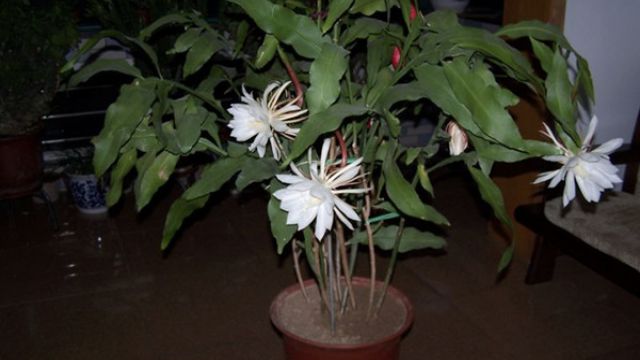 昙花的养殖方法和注意事项 昙花的养殖方法和注意事项