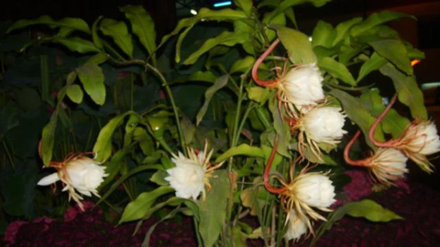 昙花对室内家居的影响 昙花对室内家居的影响