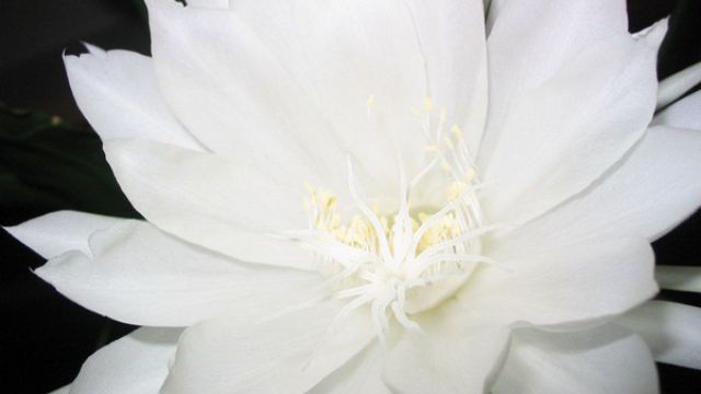 昙花的花语和传说 昙花的花语和传说