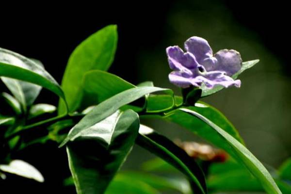 双色茉莉怎么修剪 双色茉莉怎么修剪