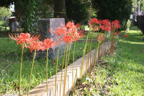 彼岸花的病虫害及防治方法 彼岸花的病虫害及防治方法