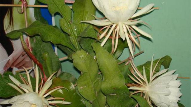 昙花的药用和食用作用 昙花的药用和食用作用