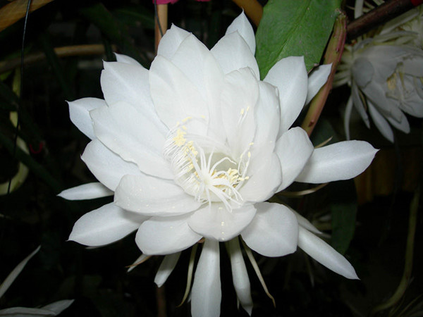 昙花换盆注意事项 昙花换盆注意事项