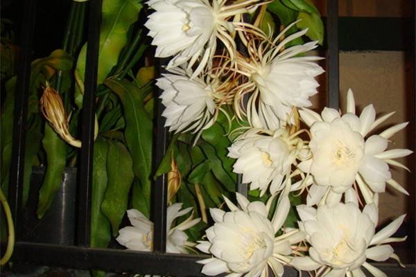 昙花的病虫害及其防治 昙花的病虫害及其防治