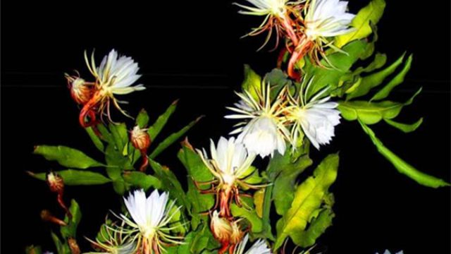 昙花烂根了要怎么办 昙花烂根了要怎么办