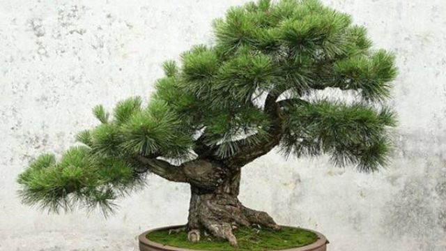 南洋杉的盆景制作方法 南洋杉的盆景制作方法
