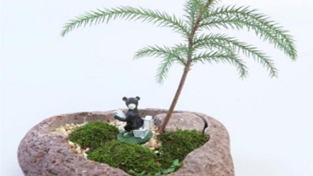南洋杉盆景如何造型 南洋杉盆景如何造型