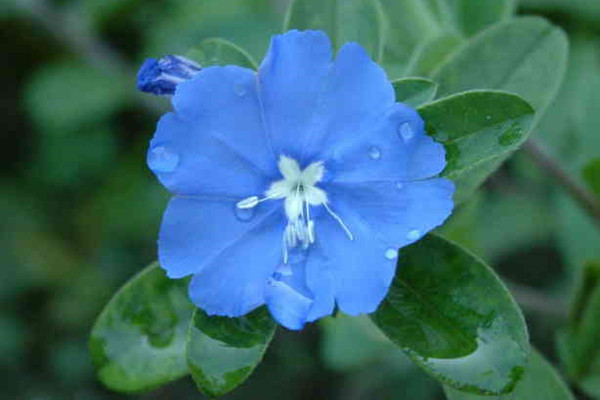 蓝星花什么时候开花 蓝星花什么时候开花