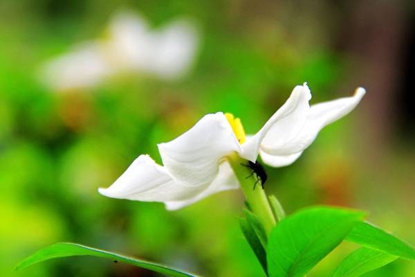 栀子花花期 栀子花花期