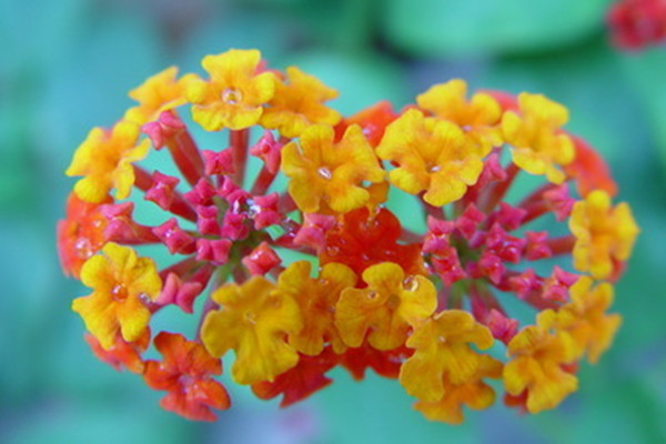 五色梅和五色花是一种植物吗 五色梅和五色花是一种植物吗