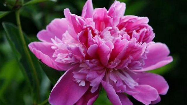 牡丹花开花后怎么养 牡丹花开花后怎么养