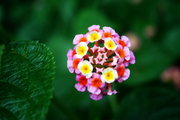 五色梅的花语是什么 五色梅的花语是什么
