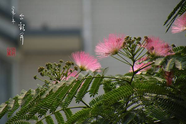 合欢花的移栽和管理 合欢花的移栽和管理