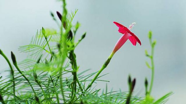 茑萝什么时候开花 茑萝什么时候开花
