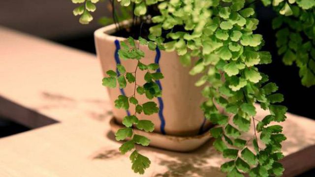 家庭阳台的花卉该怎么养护 家庭阳台的花卉该怎么养护