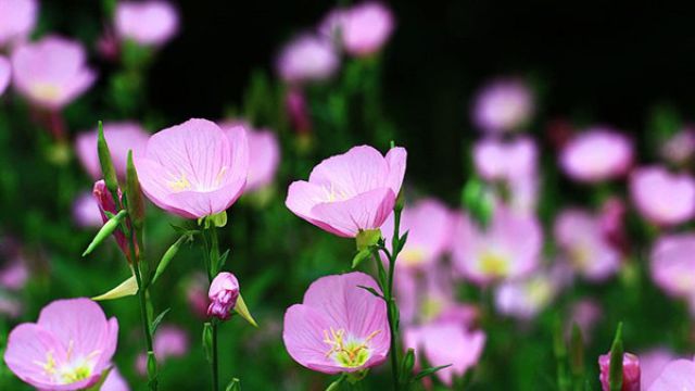 月见草怎样播种 月见草怎样播种