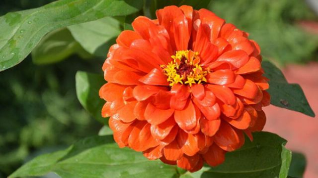 百日草(百日菊)品种大全 百日草(百日菊)品种大全